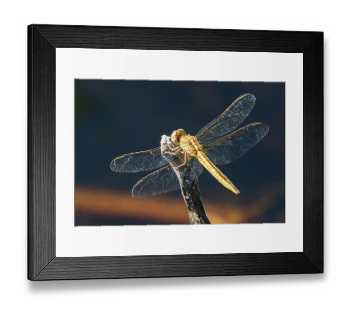 Framed Print : Blue skimmer (Orthetrum caledonicum) female, resting on plant stalk in wetland, Corroboree billabong, Northern Territory, Australia