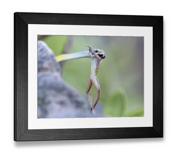 Framed Print : Golden tree snake (Dendrelaphis punctulatus) with Copland's rock frog (Litoria coplandi) prey in mouth, Adelaide River Hills, Northern Territory, Australia Framed Print : Golden tree snake (Dendrelaphis punctulatus) with Copland's rock frog (Litoria coplandi) prey in mouth, Adelaide River Hills, Northern Territory, Australia