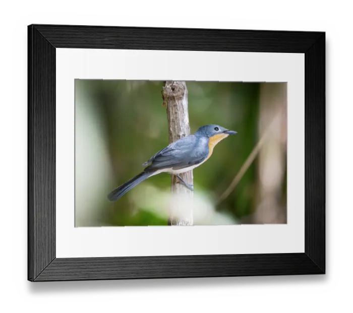 Framed Print : Broad-billed flycatcher (Myiagra ruficollis) perched on branch, Corroboree billabong, Northern Territory, Australia Framed Print : Broad-billed flycatcher (Myiagra ruficollis) perched on branch, Corroboree billabong, Northern Territory, Australia