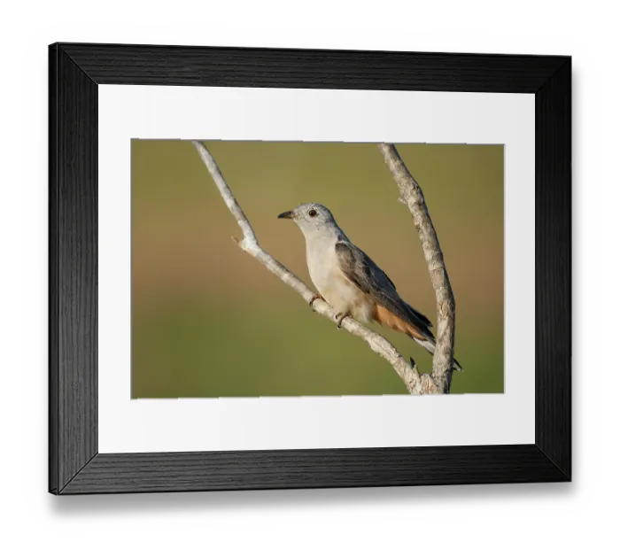 Framed Print : Brush cuckoo (Cacomantis variolosus) perched on branch, Corroboree billabong, Northern Territory, Australia Framed Print : Brush cuckoo (Cacomantis variolosus) perched on branch, Corroboree billabong, Northern Territory, Australia