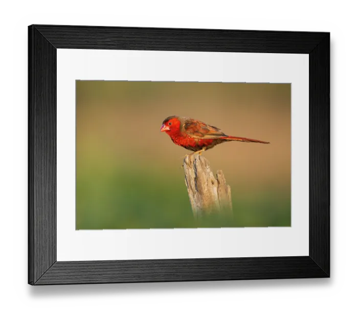 Framed Print : Crimson finch (Neochmia phaeton) male, perched on tree stump, Corroboree billabong, Northern Territory, Australia