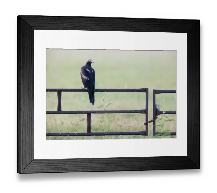 Framed Print : Wedgetail eagle (Aquila audax) perched on gate, looking back, Barkly Tablelands, Northern Territory, Australia Framed Print : Wedgetail eagle (Aquila audax) perched on gate, looking back, Barkly Tablelands, Northern Territory, Australia
