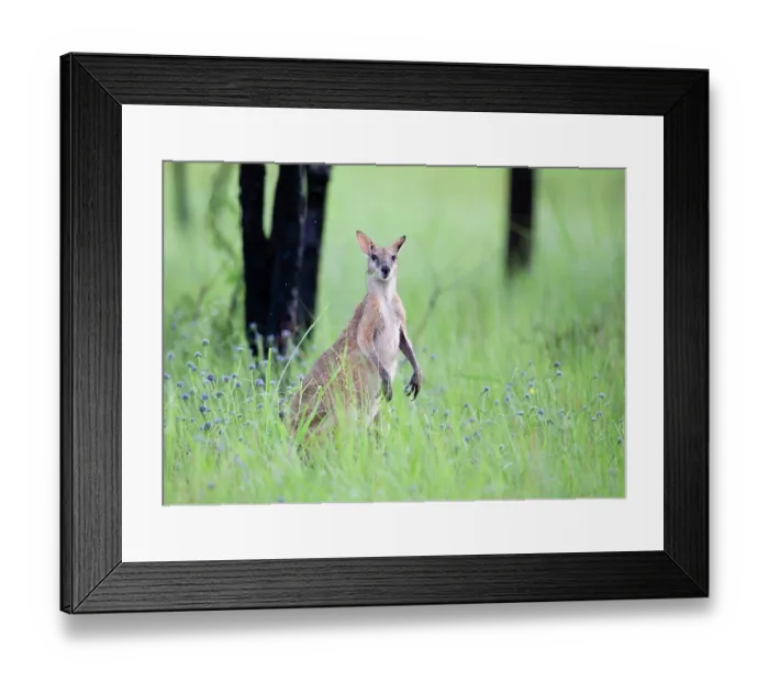 Framed Print : Agile wallaby (Macropus agilis) standing alert in long grass, Northern Territory, Australia Framed Print : Agile wallaby (Macropus agilis) standing alert in long grass, Northern Territory, Australia