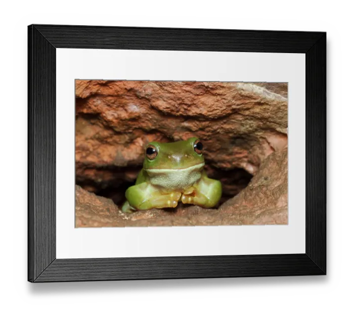 Framed Print : RF - Australian green tree frog (Litoria caerulea) resting in a crevice within a cave, Kununurra, Western Australia Framed Print : RF - Australian green tree frog (Litoria caerulea) resting in a crevice within a cave, Kununurra, Western Australia
