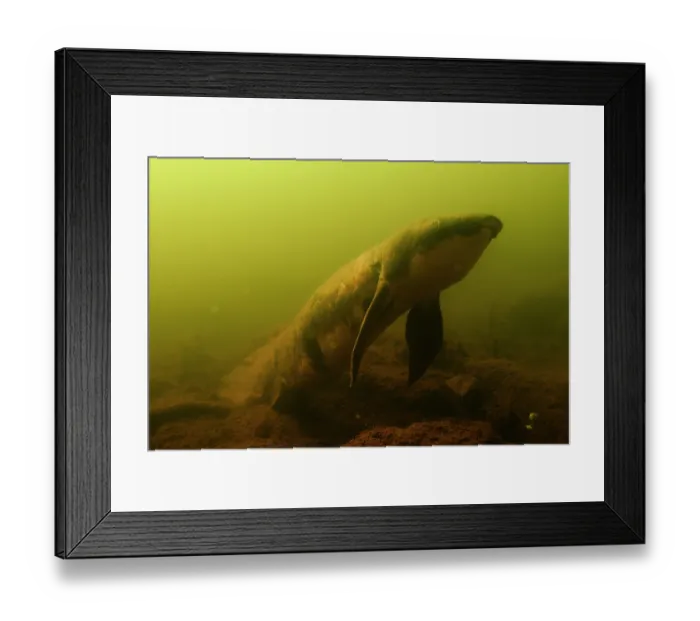 Framed Print : Queensland lungfish (Neoceratodus forsteri) resting on riverbed, Mary River, Queensland, Australia. Endangered Framed Print : Queensland lungfish (Neoceratodus forsteri) resting on riverbed, Mary River, Queensland, Australia. Endangered
