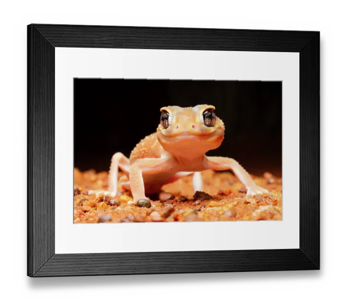 Framed Print : RF - Smooth knob-tailed gecko (Nephrurus levis) in desert at night, portrait, Simpson Desert, central Australia Framed Print : RF - Smooth knob-tailed gecko (Nephrurus levis) in desert at night, portrait, Simpson Desert, central Australia
