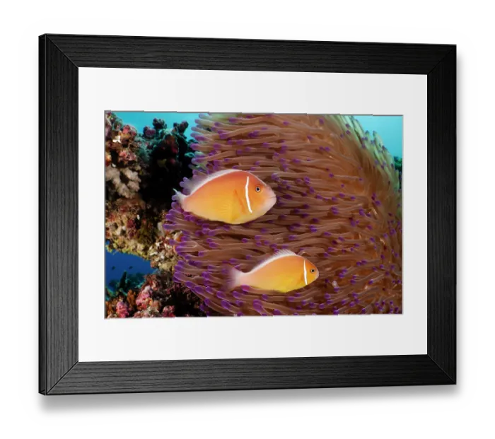 Framed Print : Two Pink anenomefish (Amphiprion perideraion) swimming along coral reef, Great Barrier Reef, Australia Framed Print : Two Pink anenomefish (Amphiprion perideraion) swimming along coral reef, Great Barrier Reef, Australia