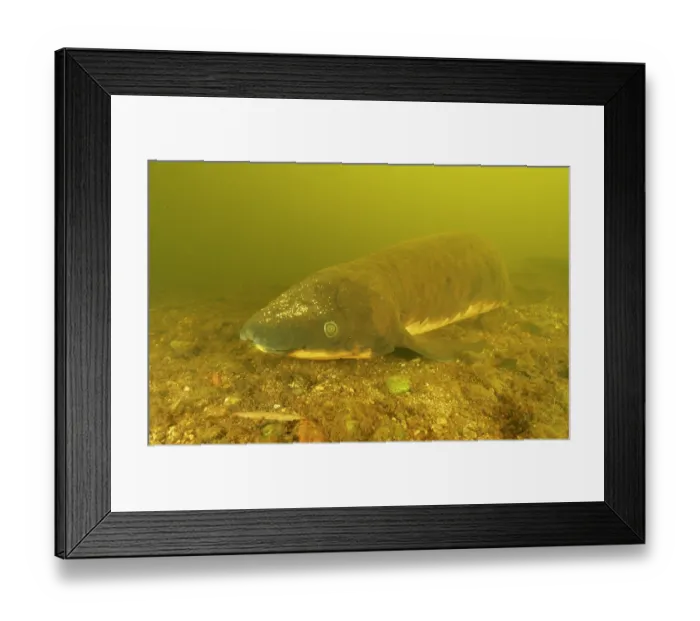 Framed Print : Queensland lungfish (Neoceratodus forsteri) resting on riverbed, Mary River, Queensland, Australia. Endangered