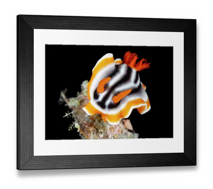 Framed Print : Nudibranch (Chromodoris magnifica) portrait, Great Barrier Reef, Australia Framed Print : Nudibranch (Chromodoris magnifica) portrait, Great Barrier Reef, Australia
