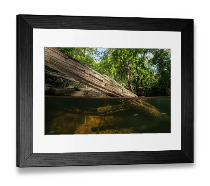 Framed Print : Mertens water monitor (Varanus mertensi) basking on a partially submerged log, Adelaide River Hills, Northern Territory, Australia. Endangered Framed Print : Mertens water monitor (Varanus mertensi) basking on a partially submerged log, Adelaide River Hills, Northern Territory, Australia. Endangered