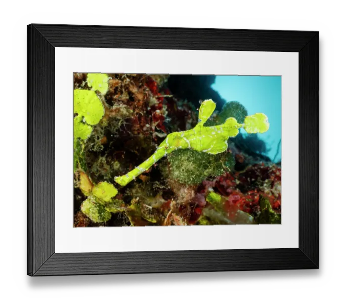 Framed Print : Halimdea ghost pipefish (Solenostomus halimeda) swimming over coral reef, Great Barrier Reef, Australia