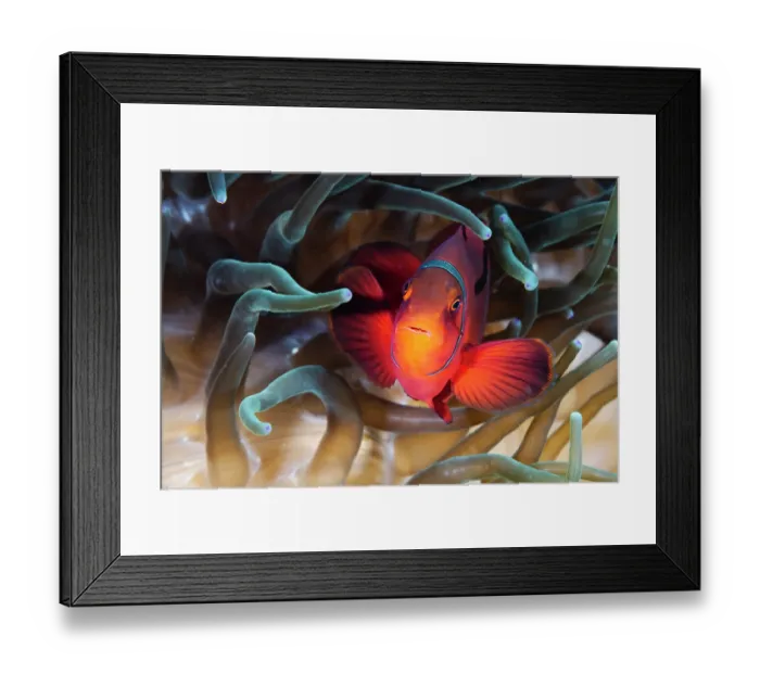 Framed Print : Spine-cheek anenomefish (Premnas biaculeatus) female, resting in its Anemone home, Coral Sea Framed Print : Spine-cheek anenomefish (Premnas biaculeatus) female, resting in its Anemone home, Coral Sea