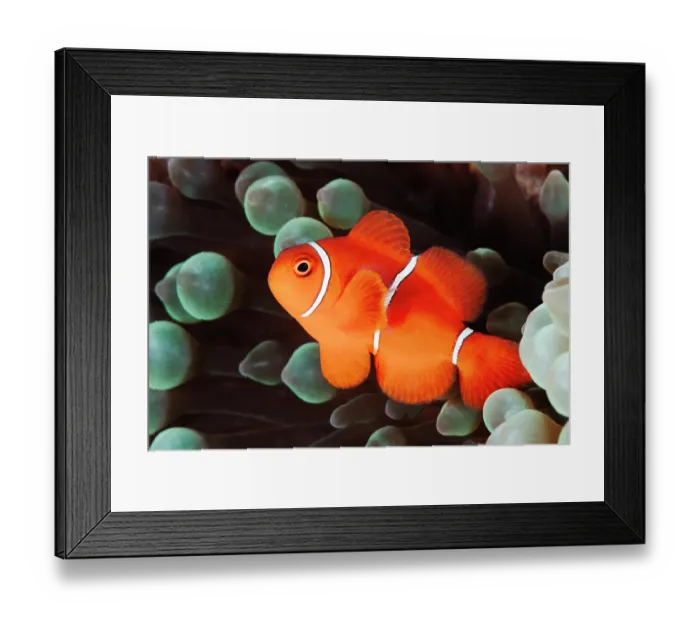 Framed Print : RF - Spine-cheek anenomefish (Premnas biaculeatus), male. among Anemone tentacles, Coral Sea. (This image may be licensed either as rights managed or royalty free.) Framed Print : RF - Spine-cheek anenomefish (Premnas biaculeatus), male. among Anemone tentacles, Coral Sea. (This image may be licensed either as rights managed or royalty free.)