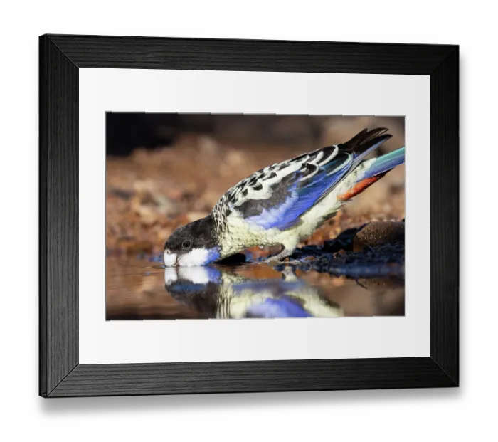 Framed Print : Northern rosella (Platycercus venustus) drinking, Adelaide River Hills, Northern Territory, Australia Framed Print : Northern rosella (Platycercus venustus) drinking, Adelaide River Hills, Northern Territory, Australia