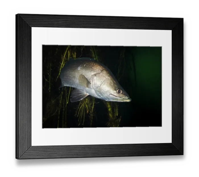 Framed Print : Barramundi (Lates calcarifer) hunting along a creek bank, Adelaide River region, Northern Territory, Australia Framed Print : Barramundi (Lates calcarifer) hunting along a creek bank, Adelaide River region, Northern Territory, Australia