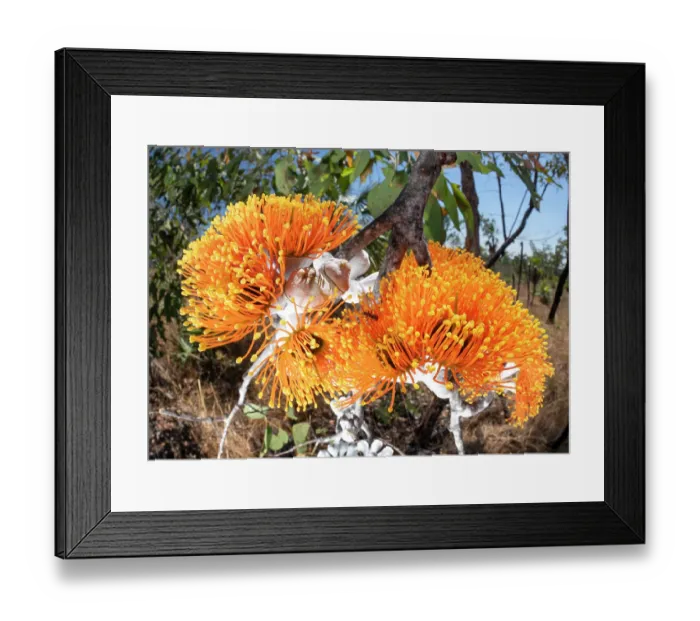 Framed Print : Darwin woollybutt (Eucalyptus miniata) in flower, Adelaide River Hills, Northern Territory, Australia