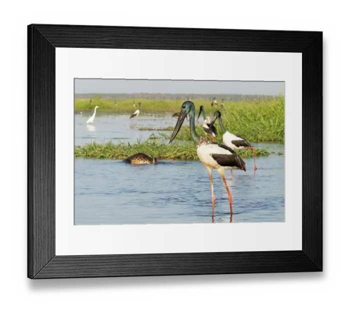 Framed Print : Black-necked storks (Ephippiorhynchus asiaticus) wading in shallow water, adult male in foreground, Corroboree billabong, Northern Territory, Australia Framed Print : Black-necked storks (Ephippiorhynchus asiaticus) wading in shallow water, adult male in foreground, Corroboree billabong, Northern Territory, Australia