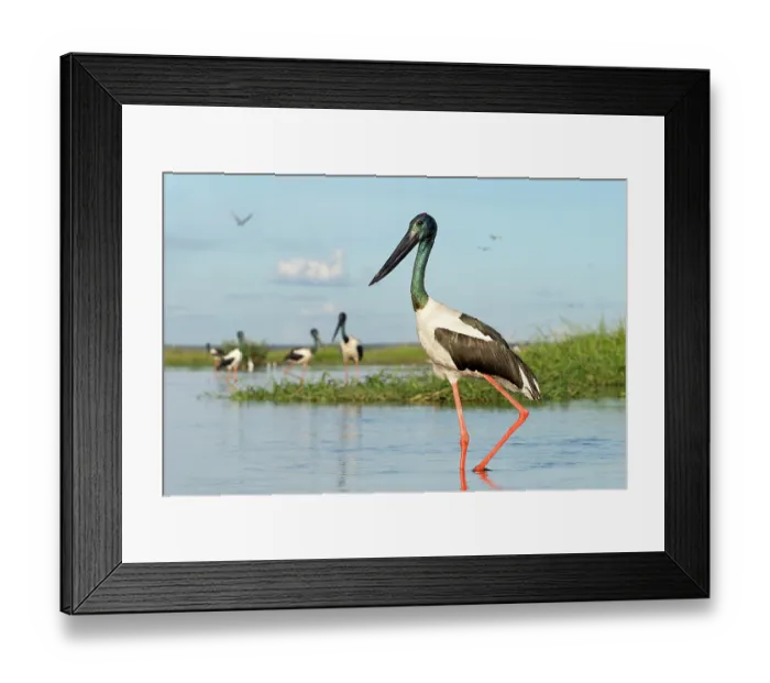 Framed Print : Black-necked storks (Ephippiorhynchus asiaticus) wading in shallow water, adult male in foreground, Corroboree billabong, Northern Territory, Australia Framed Print : Black-necked storks (Ephippiorhynchus asiaticus) wading in shallow water, adult male in foreground, Corroboree billabong, Northern Territory, Australia