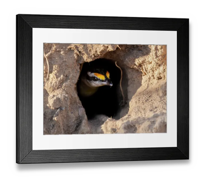 Framed Print : Striated pardalote (Pardalotus striatus) emerging from burrow, Adelaide River Hills, Northern Territory, Australia. Focus stacked Framed Print : Striated pardalote (Pardalotus striatus) emerging from burrow, Adelaide River Hills, Northern Territory, Australia. Focus stacked