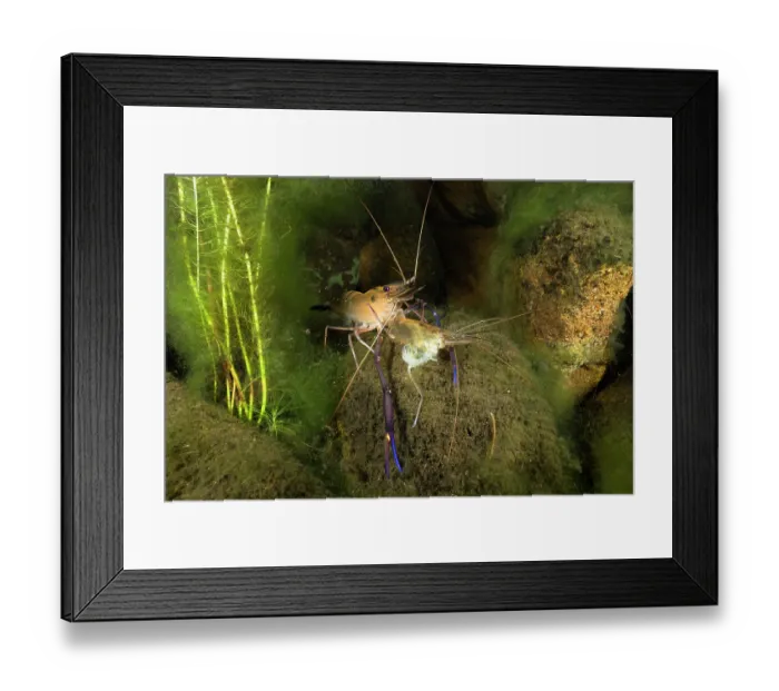 Framed Print : Giant freshwater prawn / Cherabin (Macrobrachium spinipes) feeding on it's shed exoskeleton, Katherine region, Northern Territory, Australia Framed Print : Giant freshwater prawn / Cherabin (Macrobrachium spinipes) feeding on it's shed exoskeleton, Katherine region, Northern Territory, Australia