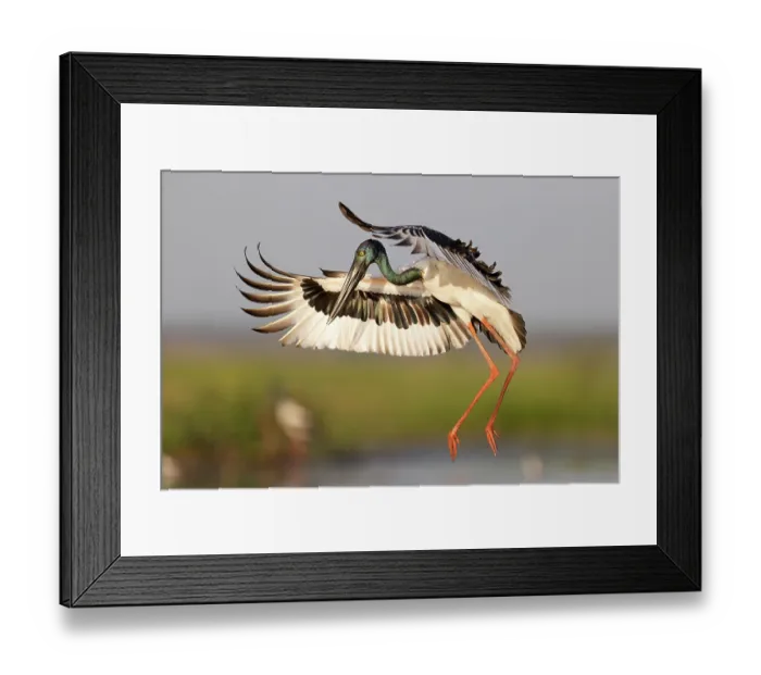Framed Print : Black-necked stork (Ephippiorhynchus asiaticus) female, landing, Corroboree billbong, Northern Territory, Australia Framed Print : Black-necked stork (Ephippiorhynchus asiaticus) female, landing, Corroboree billbong, Northern Territory, Australia
