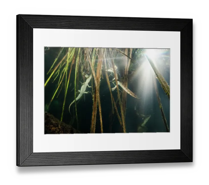 Framed Print : Three Freshwater crocodile (Crocodylus johnsoni) juveniles at rest on the surface, Manning River, New South Wales, Australia Framed Print : Three Freshwater crocodile (Crocodylus johnsoni) juveniles at rest on the surface, Manning River, New South Wales, Australia
