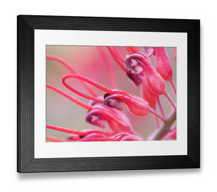 Framed Print : Dryander's grevillea (Grevillea dryandri) in flower, Adelaide River Hills, Northern Territory, Australia Framed Print : Dryander's grevillea (Grevillea dryandri) in flower, Adelaide River Hills, Northern Territory, Australia