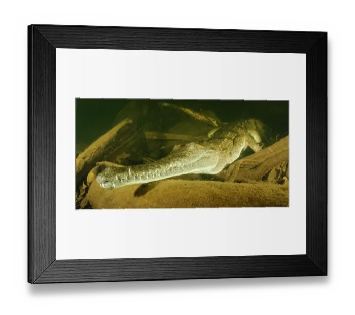 Framed Print : Freshwater crocodile (Crocodylus johnsoni) resting at depth in a creek, Adelaide River Hills, Northern Territory, Australia Framed Print : Freshwater crocodile (Crocodylus johnsoni) resting at depth in a creek, Adelaide River Hills, Northern Territory, Australia