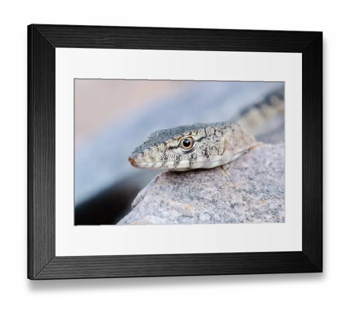 Framed Print : Twilight monitor (Varanus glebopalma) resting on rocks at dusk, Adelaide River Hills, Northern Territory, Australia Framed Print : Twilight monitor (Varanus glebopalma) resting on rocks at dusk, Adelaide River Hills, Northern Territory, Australia