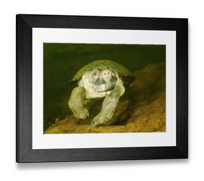 Framed Print : Northern snapping turtle (Elseya dentata) female walking along a creek bed, Pine Creek region, Northern Territory, Australia Framed Print : Northern snapping turtle (Elseya dentata) female walking along a creek bed, Pine Creek region, Northern Territory, Australia