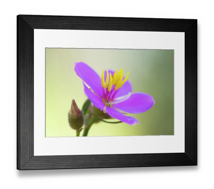 Framed Print : Osbeckia (Osbeckia australiana) flower, a small perrenial shrub native to Northern Australia, Adelaide River Hills, Northern Territory, Australia Framed Print : Osbeckia (Osbeckia australiana) flower, a small perrenial shrub native to Northern Australia, Adelaide River Hills, Northern Territory, Australia