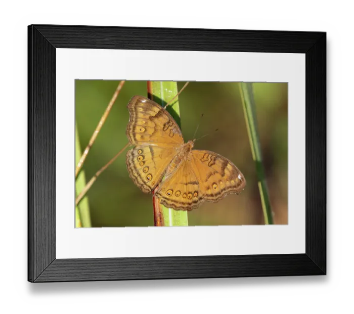 Framed Print : Chocolate argus butterfly (Junonia hedonia) basking in morning sun, Adelaide River Hills, Northern Territory, Australia Framed Print : Chocolate argus butterfly (Junonia hedonia) basking in morning sun, Adelaide River Hills, Northern Territory, Australia