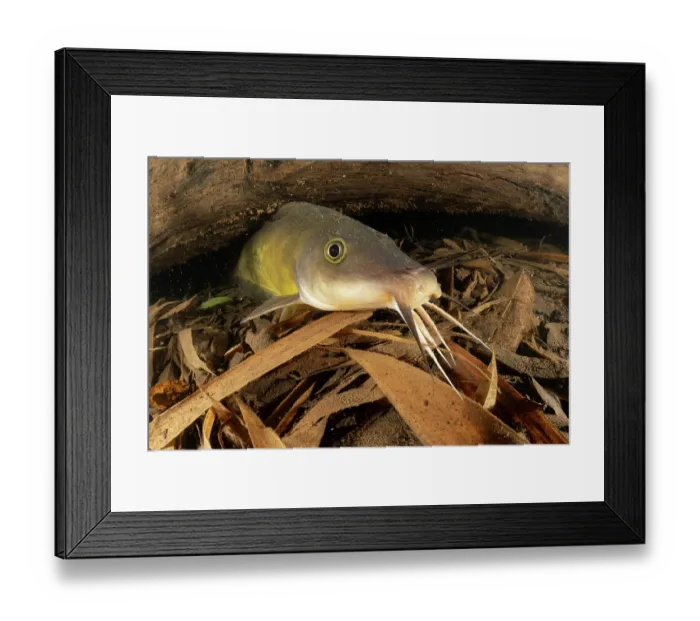 Framed Print : Eel-tail catfish (Neosilurus ater) resting on creek bed, Lawn Hill Creek, Queensland, Australia Framed Print : Eel-tail catfish (Neosilurus ater) resting on creek bed, Lawn Hill Creek, Queensland, Australia