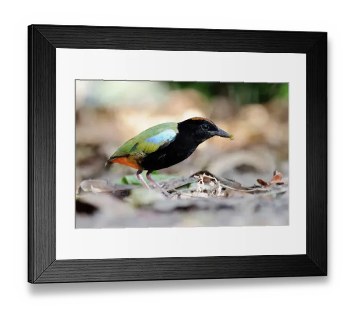 Framed Print : Rainbow pitta (Pitta iris) foraging, Adelaide River Hills, Northern Territory, Australia Framed Print : Rainbow pitta (Pitta iris) foraging, Adelaide River Hills, Northern Territory, Australia