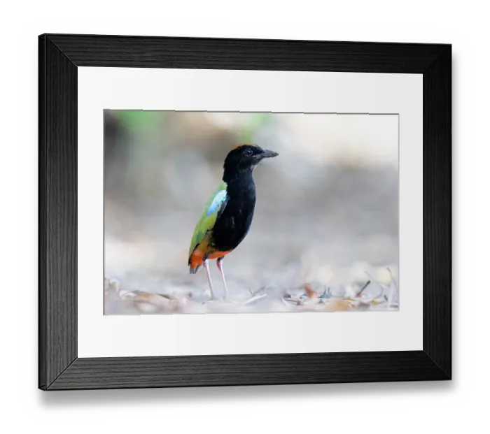 Framed Print : RF - Rainbow pitta (Pitta iris) portrait, Adelaide River Hills, Northern Territory, Australia. (This image may be licensed either as rights managed or royalty free.) Framed Print : RF - Rainbow pitta (Pitta iris) portrait, Adelaide River Hills, Northern Territory, Australia. (This image may be licensed either as rights managed or royalty free.)