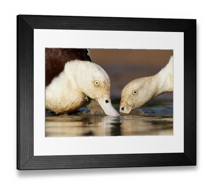 Framed Print : Radjah shellducks (Tadorna radjah) pair foraging in shallow water, Pine Creek, Northern Territory, Australia Framed Print : Radjah shellducks (Tadorna radjah) pair foraging in shallow water, Pine Creek, Northern Territory, Australia