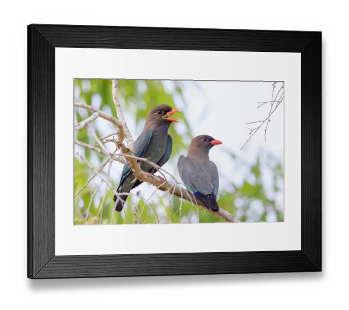 Framed Print : Oriental dollarbirds (Eurystomus orientalis) pair perched on branch, one calling, Pine Creek, Northern Territory, Australia Framed Print : Oriental dollarbirds (Eurystomus orientalis) pair perched on branch, one calling, Pine Creek, Northern Territory, Australia