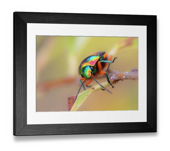 Framed Print : Green jewel bug (Lampromicra senator) portrait, Adelaide River Hills, Northern Territory, Australia Framed Print : Green jewel bug (Lampromicra senator) portrait, Adelaide River Hills, Northern Territory, Australia