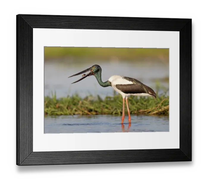 Framed Print : RF - Black-necked stork (Ephippiorhynchus asiaticus) female, standing in shallow water feeding on an Eel-tail catfish (Neosilurus ater), Corroboree billbong, Northern Territory