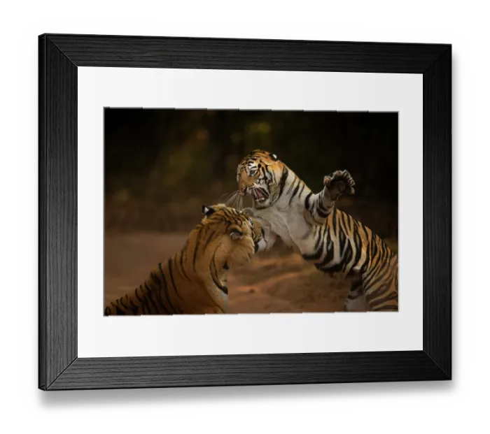 Framed Print : Bengal tiger (Panthera tigris tigris) male in aggressive confrontation with his daughter, Bandhavgarh National Park, India. Endangered Framed Print : Bengal tiger (Panthera tigris tigris) male in aggressive confrontation with his daughter, Bandhavgarh National Park, India. Endangered
