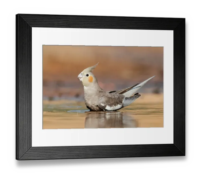 Framed Print : Cockatiel (Nymphicus hollandicus) female bathing in shallow water, Pine Creek, Northern Territory, Australia Framed Print : Cockatiel (Nymphicus hollandicus) female bathing in shallow water, Pine Creek, Northern Territory, Australia