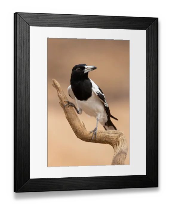 Framed Print : Pied butcherbird (Cracticus nigrogularis) perched on branch, Pine Creek, Northern Territory, Australia Framed Print : Pied butcherbird (Cracticus nigrogularis) perched on branch, Pine Creek, Northern Territory, Australia