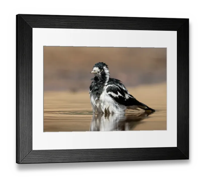 Framed Print : Magpie lark (Grallina cyanoleuca) bathing on a hot day, Pine Creek, Northern Territory, Australia Framed Print : Magpie lark (Grallina cyanoleuca) bathing on a hot day, Pine Creek, Northern Territory, Australia