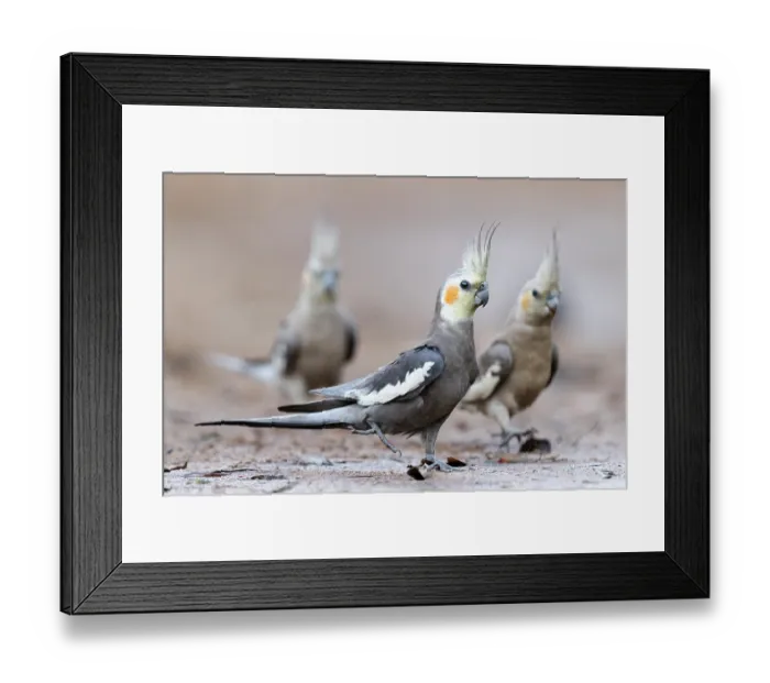 Framed Print : Three Cockatiels (Nymphicus hollandicus) walking down to a puddle to drink on a hot, overcast day, Pine Creek, Northern Territory, Australia