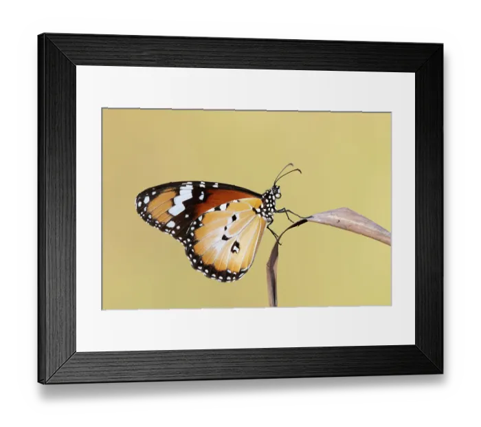 Framed Print : Lesser wanderer butterfly (Danaus petilia) portrait, Adelaide River Hills, Northern Territory, Australia Framed Print : Lesser wanderer butterfly (Danaus petilia) portrait, Adelaide River Hills, Northern Territory, Australia