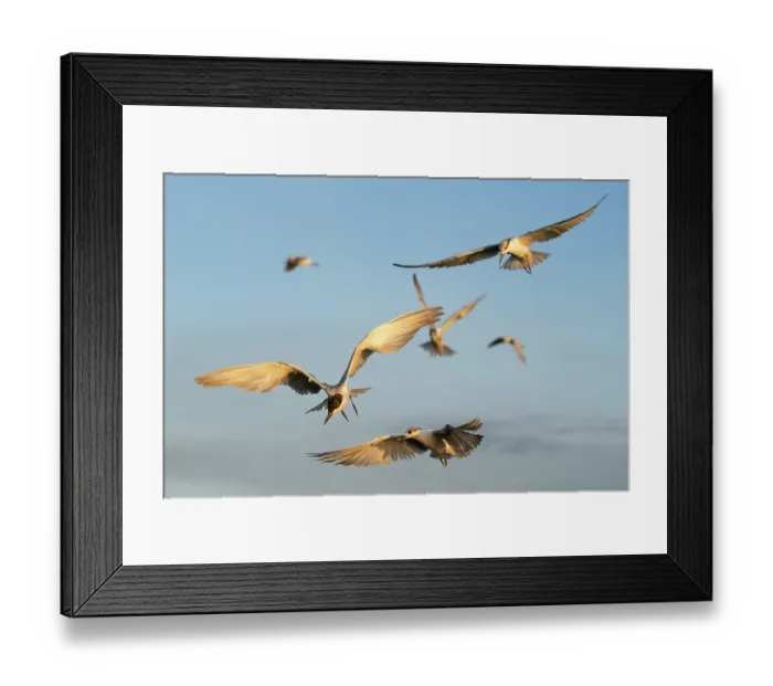 Framed Print : Whiskered tern (Chlidonias hybrida) flock in flight, fishing above a drying floodplain, Corroboree billabong, Northern Territory, Australia Framed Print : Whiskered tern (Chlidonias hybrida) flock in flight, fishing above a drying floodplain, Corroboree billabong, Northern Territory, Australia
