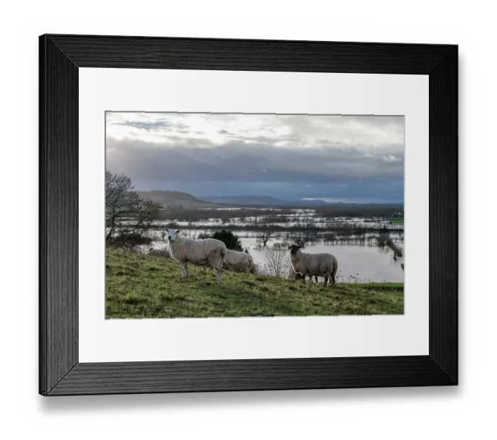 Framed Print : Texel and Black-faced sheep (Ovis aries) standing on grassy slope with floodwater from the River Lugg covering the landscape in background, south of Leominster, Herefordshire