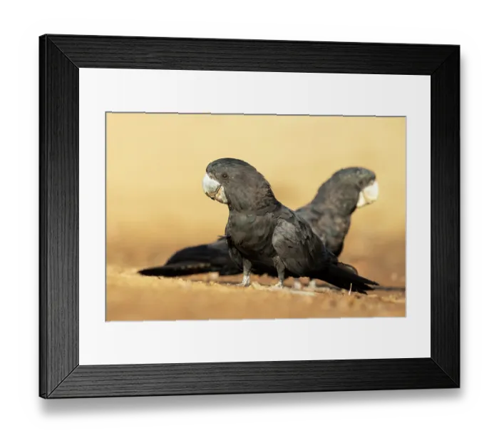 Framed Print : Red-tail black cockatoos (Calyptorhynchus banksii) pair in a dry creek bed looking for water in the late dry season, Pine Creek, Northern Territory, Australia Framed Print : Red-tail black cockatoos (Calyptorhynchus banksii) pair in a dry creek bed looking for water in the late dry season, Pine Creek, Northern Territory, Australia