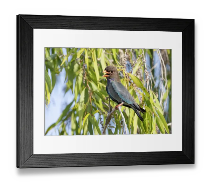 Framed Print : Oriental dollarbird (Eurystomus orientalis) perched in an Acacia tree (Acacia sp.) calling, Pine Creek, Northern Territory, Australia Framed Print : Oriental dollarbird (Eurystomus orientalis) perched in an Acacia tree (Acacia sp.) calling, Pine Creek, Northern Territory, Australia