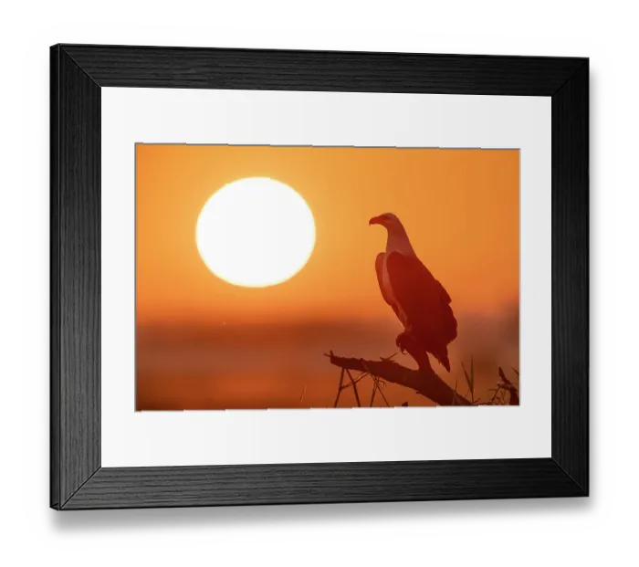 Framed Print : White-bellied sea eagle (Haliaeetus leucogaster) perched on branch at sunrise, Corroboree billabong, Northern Territory, Australia Framed Print : White-bellied sea eagle (Haliaeetus leucogaster) perched on branch at sunrise, Corroboree billabong, Northern Territory, Australia